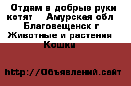 Отдам в добрые руки котят  - Амурская обл., Благовещенск г. Животные и растения » Кошки   